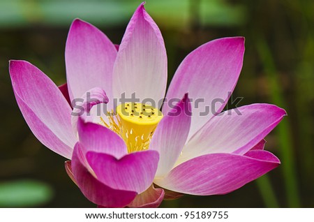 Full bloom lotus close up.