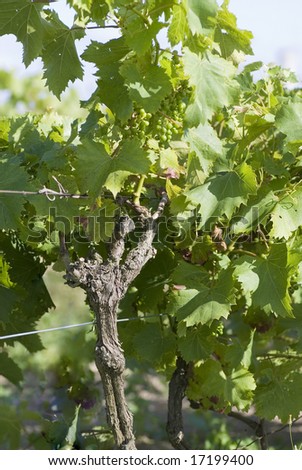 Vine stock photograph showing stock, leaves, and green grapes