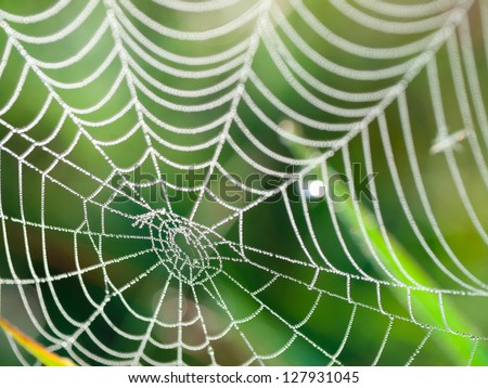 The Spider Web (Cobweb) Closeup Background.