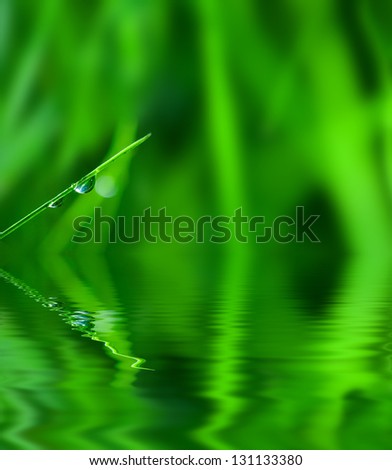 Floral background. Grass with dew drops reflected in water.