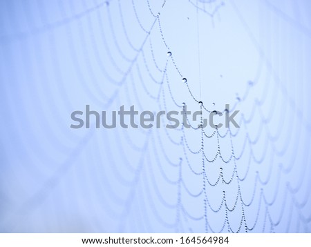 The spider web (cobweb) closeup background. Abstract  background: blue water drops in the morning.
