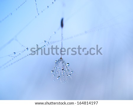 The spider web (cobweb) closeup background. Abstract  background: blue water drops in the morning.