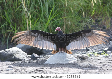 Turkey vulture standing on a rock with wings spread open in Costa Rica, Cathartes aura genus