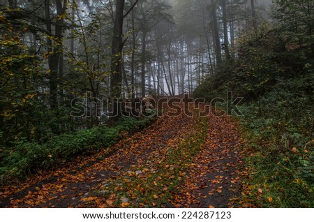 Sunlight in autumn forest,trees and fog,Path through the autumn forest,Light in a dark forest,