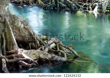 natural tree roots at Tapom two water canal in krabi, thailand