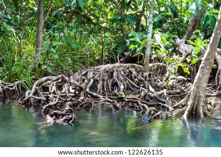 natural tree roots at Tapom two water canal in krabi, thailand