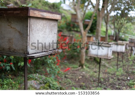 bee hive in side box of bee in farm