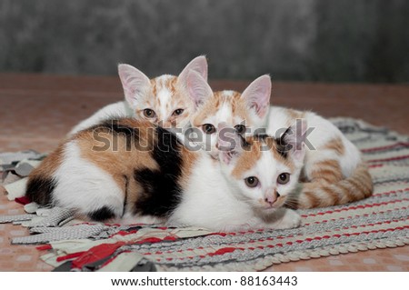 Three Little Cats