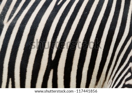 Zebra fur pattern detail close up