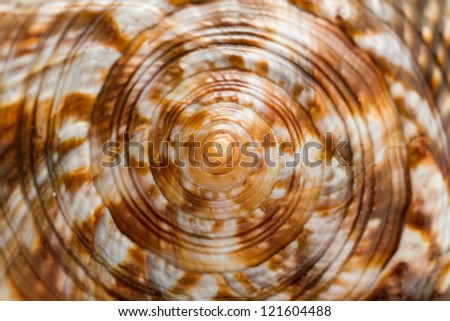 Close up of a spiral and curly shell texture