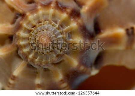Close up of a spiral and curly shell texture