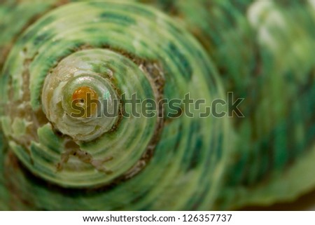 Close up of a green spiral and curly shell texture