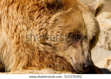 Mother Grizzly (Ursus arctos) bear