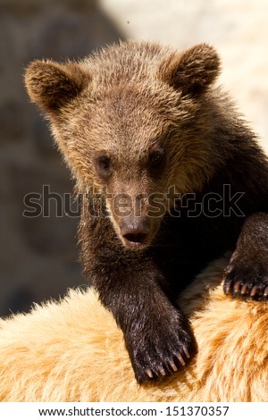 Grizzly (Ursus arctos) bear cubs with mother