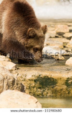 Grizzly (Ursus arctos) bear cubs playing in the water