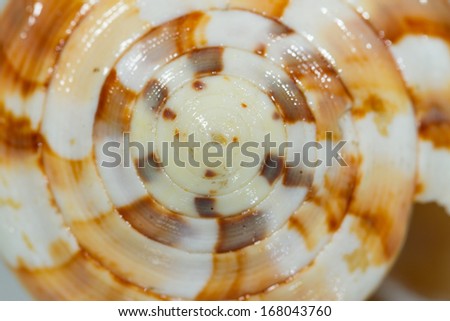 Close up of a spiral and curly Shell texture