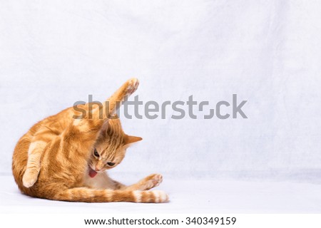 A Beautiful Domestic Orange Striped cat cleaning itself in strange position. Animal portrait.