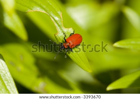 Red lily leaf beetle bug insect on green leafs