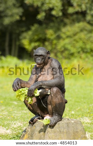 Bonobos Monkey