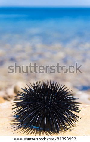stock-photo-sea-urchin-on-rock-with-sea-background-81398992.jpg
