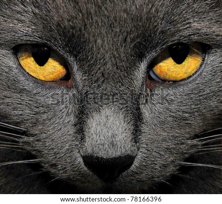 Gray Cat Eyes