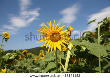 sunflower field in the mountainous area