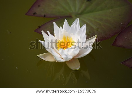 White lily flower in the pond