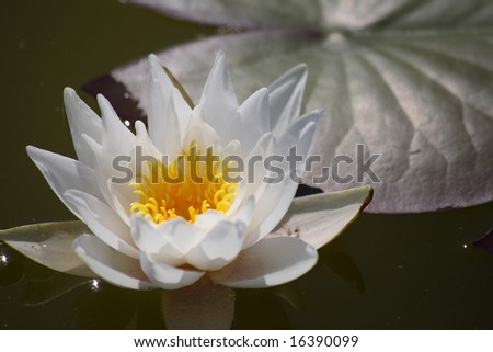 White lily flower in the pond