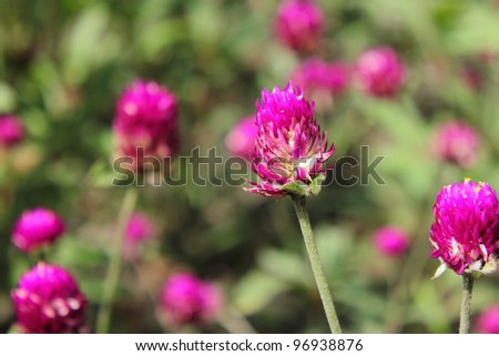 Purple round flower