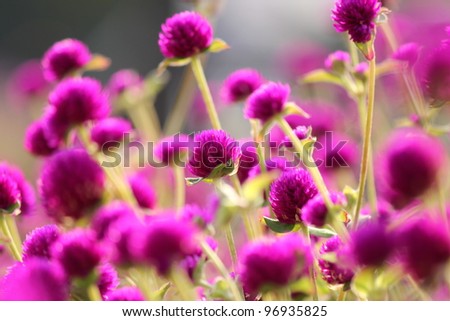 Purple round flower filed