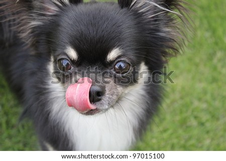 Black Chihuahua Dog Stock Photo 97015100 : Shutterstock