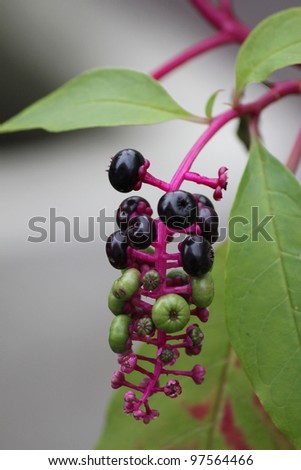 Purple poison seed