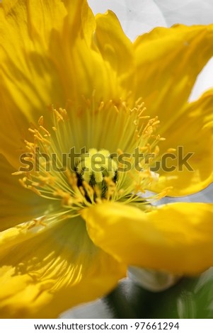 Yellow poppy flower, close up shot