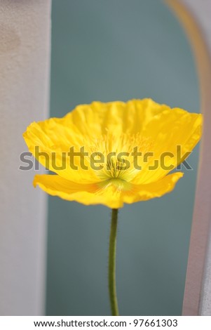 Yellow poppy flower, close up shot