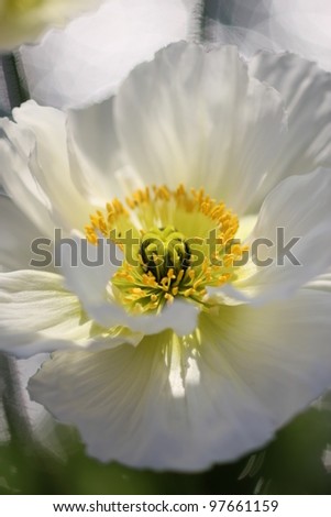 White poppy flower, close up shot.