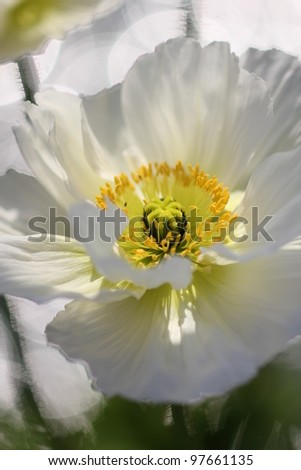 White poppy flower, close up shot.