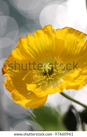 Yellow poppy flower, close up shot.