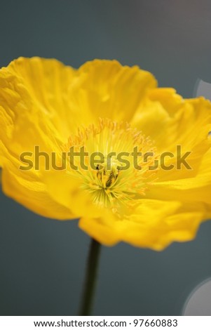 Yellow poppy flower, close up shot.