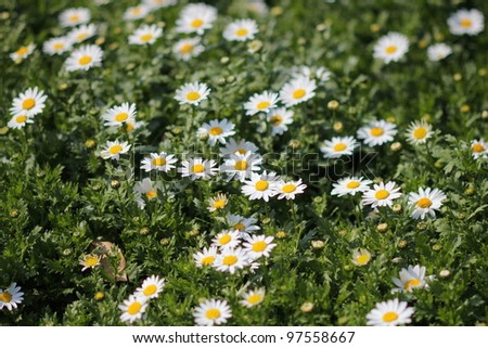White daisy field, in spring