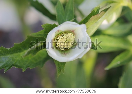 White Christmas rose, close up shot