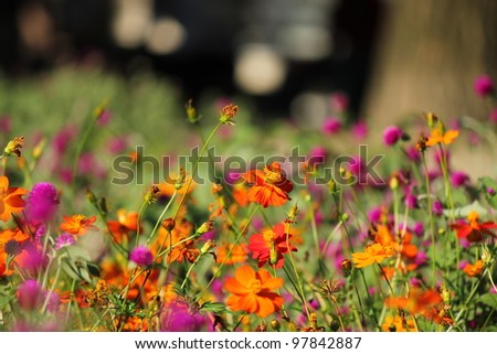 Orange cosmos and purple round flower field