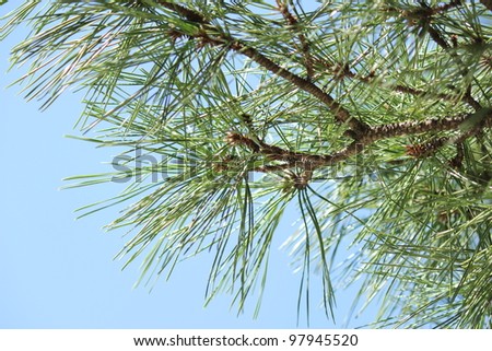 Pine tree, low angle view