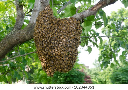 A swarm of European honey bees clinging to a tree