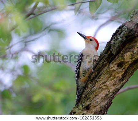 Red-bellied woodpecker perched in a tree