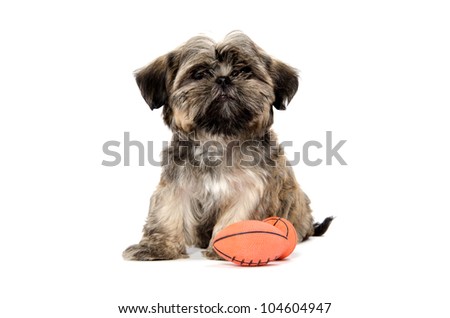 Shih Tzu puppy sitting with a toy American football on white background
