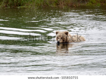 Young Alaskan brown bear wading through water in Katmai National Park