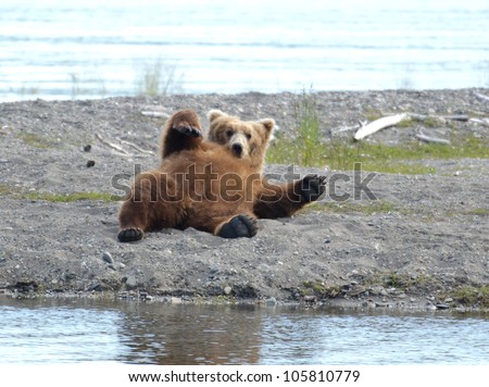 An Alaskan brown bear resting along the shore of a lake in Katmai National Park