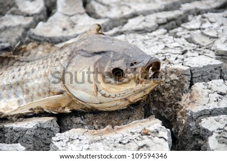 Dried carcass of dead fish on dried bed of wetland during severe drought in midwestern United States.