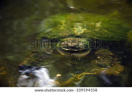 Common snapping turtle at a small pond
