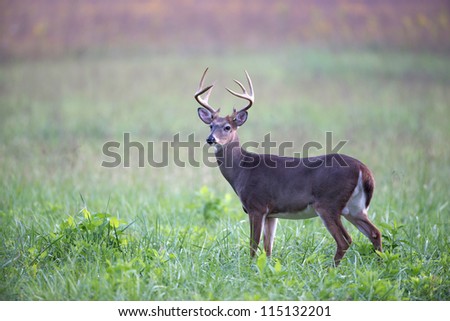 A large white-tailed deer buck walking through an open meadow